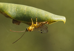 Xanthopimpla rhopaloceros