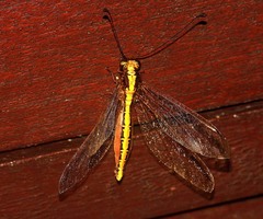 Ascalohybris borneensis