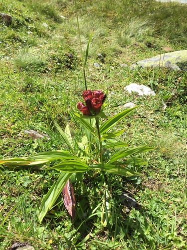 Purple gentian (Gentiana purpurea)