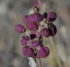 Calceolaria arachnoidea