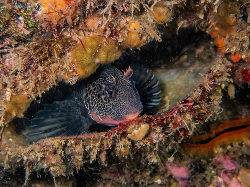 Bay blenny (Hypsoblennius gentilis) — Blenniidae — 5