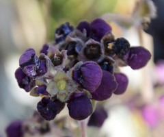 Calceolaria arachnoidea