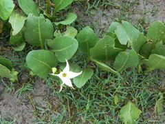 Jaborosa integrifolia