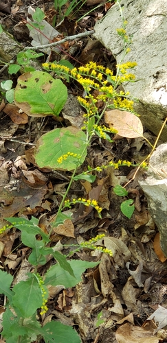 Image of Solidago auriculata by (c) Stephan Eselgroth, some rights reserved (CC BY-SA)