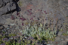 Calceolaria arachnoidea