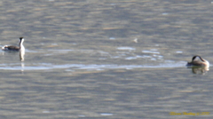 Aechmophorus occidentalis