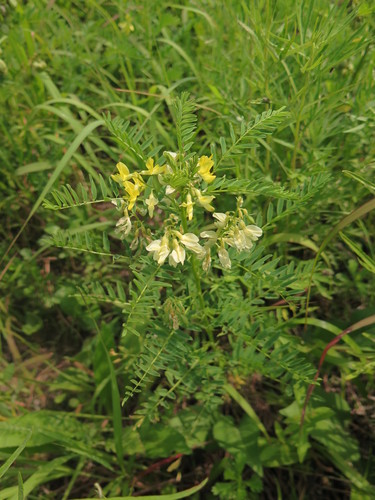 Chinese milkvetch (Astragalus chinensis)