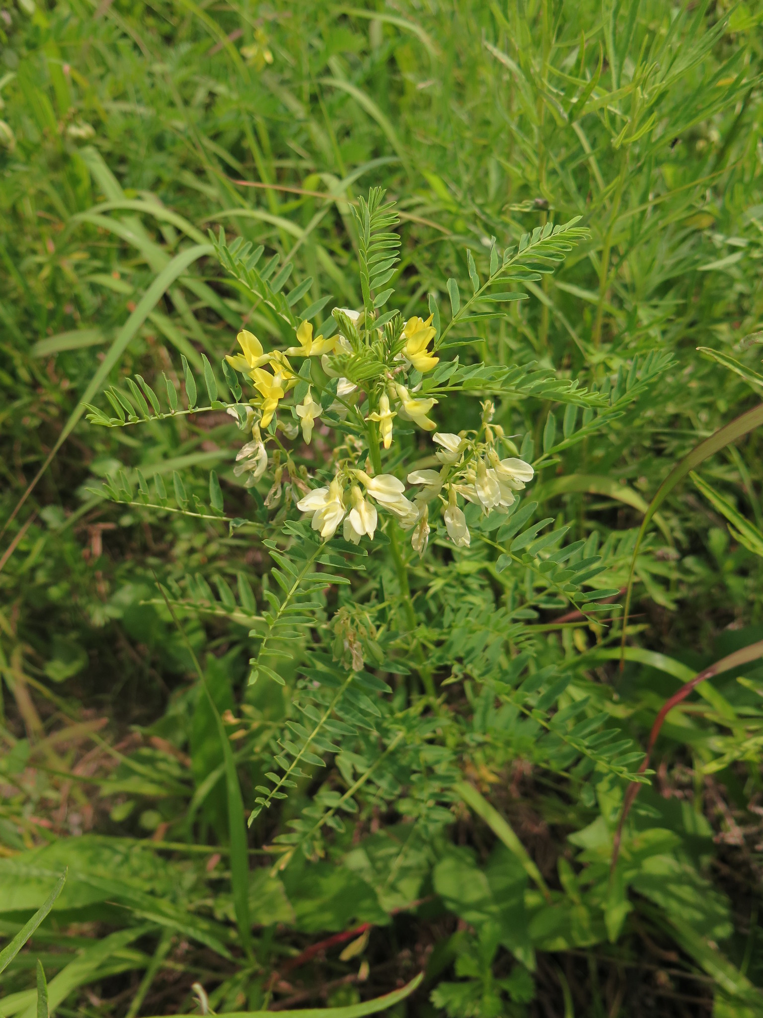 Astragalus chinensis