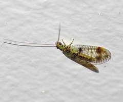 Glenochrysa splendida