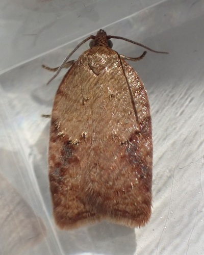 Half-ringed Acleris Moth photo 2