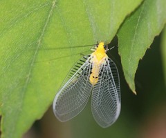 Italochrysa