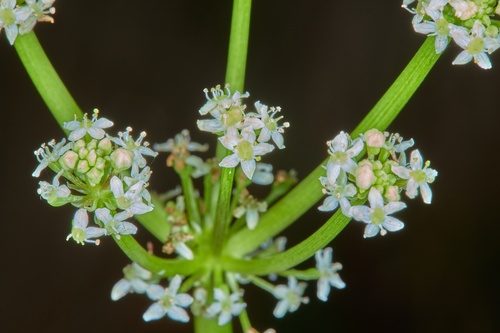 largeleaf pennywort