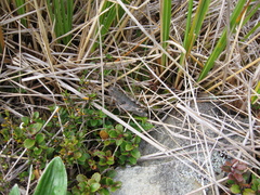 Brachaspis collinus
