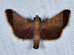 Hypsopygia amoenalis