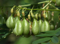 Astragalus chinensis