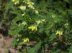 Astragalus chinensis