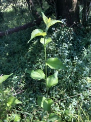 Erythrococca menyharthii