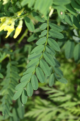 Astragalus chinensis