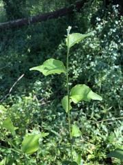 Erythrococca menyharthii