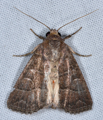 Perigea lineata