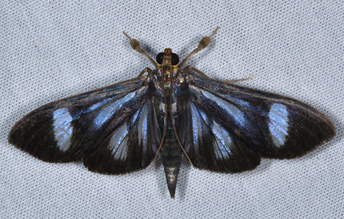 Phostria euagra