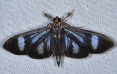 Phostria euagra