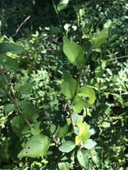 Erythrococca menyharthii