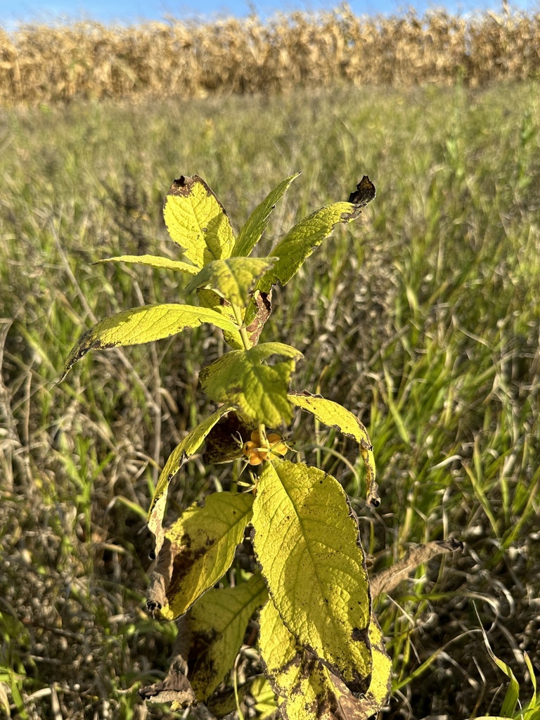 Perfoliate Tinker's-weed from Lakefield, MN, US on October 1, 2023 at ...