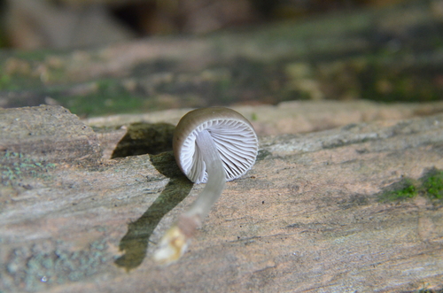 Mycena inclinata (Photo 2 of 4)