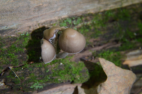 Mycena inclinata
