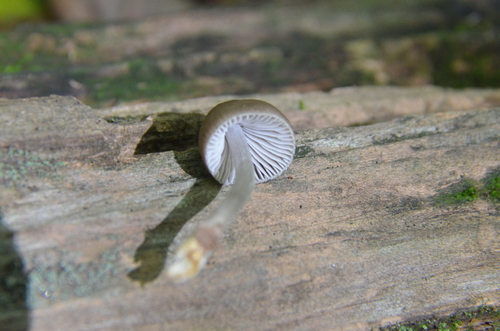 Mycena inclinata (Photo 3 of 4)