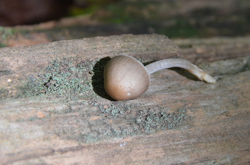 Mycena inclinata (Photo 4 of 4)