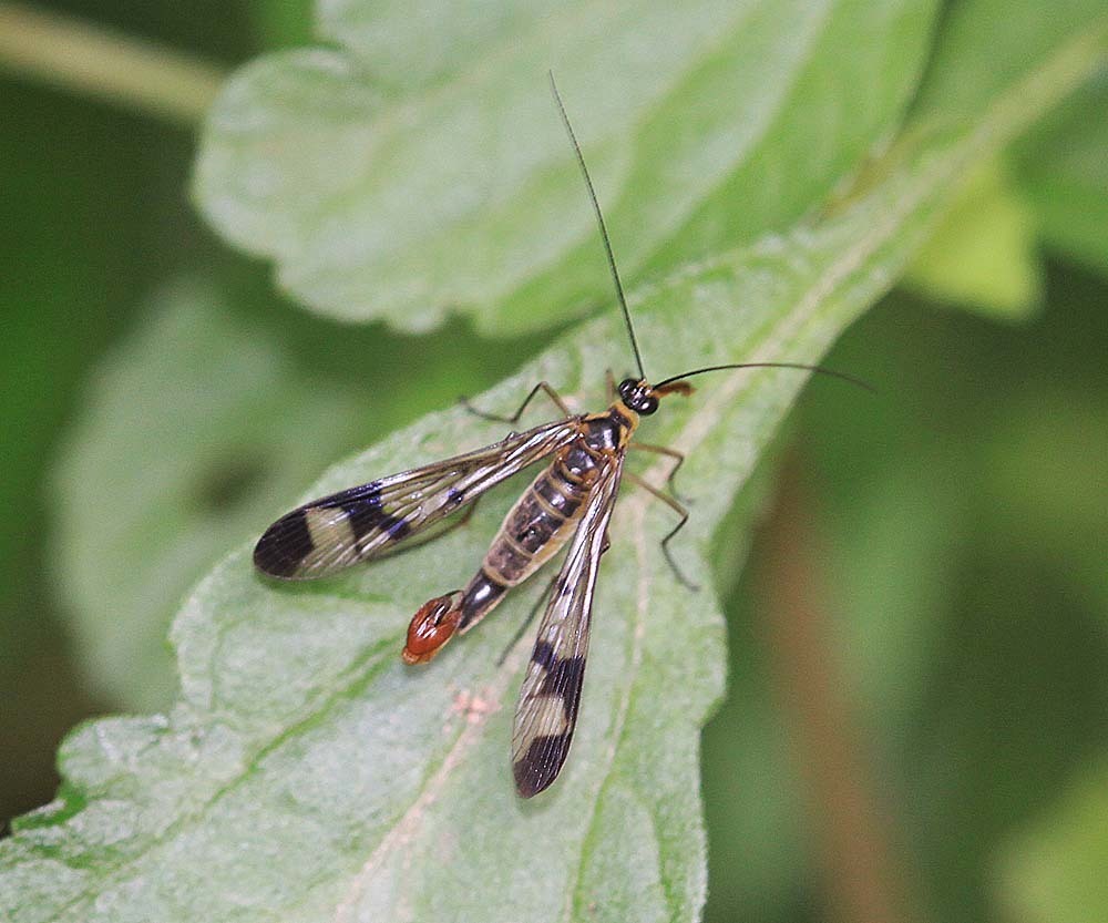 Neopanorpa nielseni