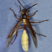 Central American Paper Wasp - Photo (c) Don Loarie, some rights reserved (CC BY), uploaded by Don Loarie