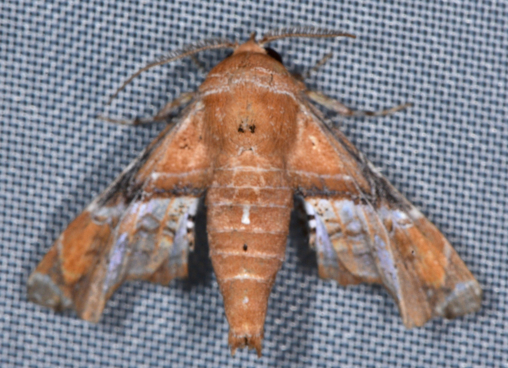 Eutelia ablatrix