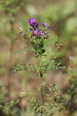 Astragalus davuricus
