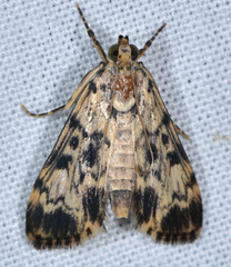 Blepharomastix schistisemalis
