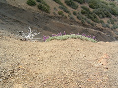 Lupinus breweri