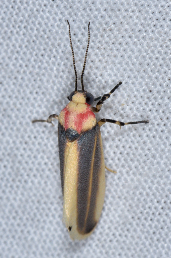 Rhabdatomis cora
