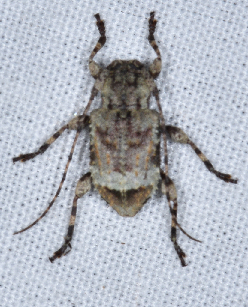 Leptostylus viridescens