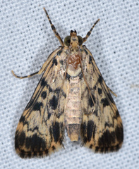 Blepharomastix schistisemalis