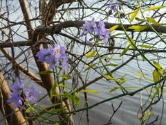 Solanum amygdalifolium