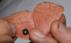 Automeris arianae