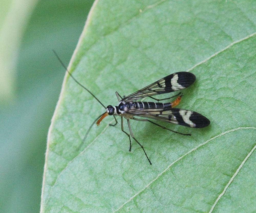 Neopanorpa pendulifera