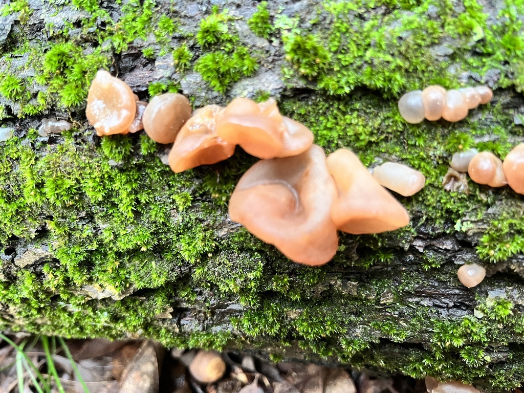 Wood ear fungus on a mossy log