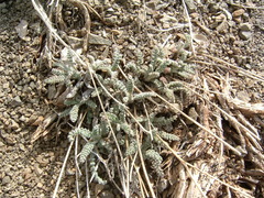 Chaenactis santolinoides