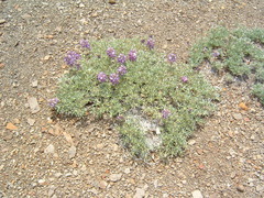 Lupinus breweri