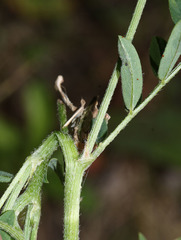 Astragalus davuricus