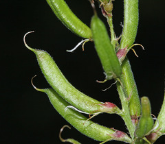 Astragalus davuricus