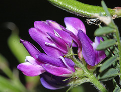 Astragalus davuricus